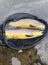 October 1st – 21st | Madison River Fishing Report
