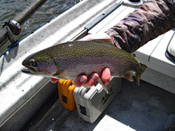 May 17th-May 22nd Upper Madison River Fishing Report