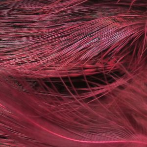 Strung Ringneck Rump Feathers